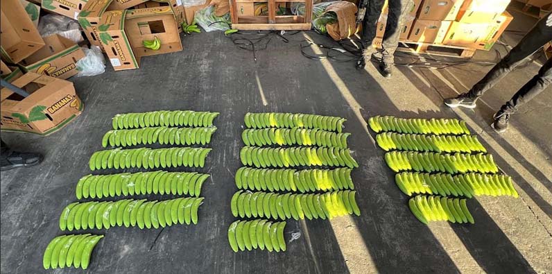 Cargamento de 303 guineos llenos de cocaína elaborados en cerámica artesanal.